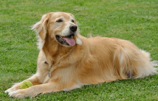 VIGOR DOG 2