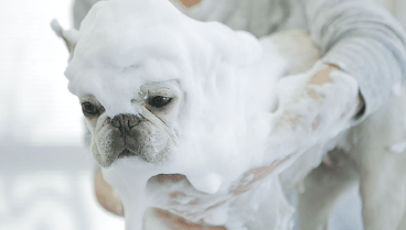 VIGOR DOG 3