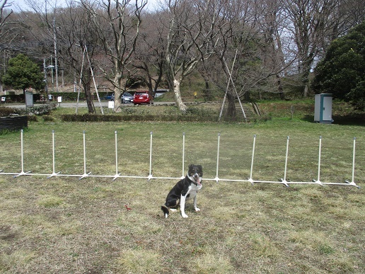 神奈川県大和市のトリミングサロン 犬の総合施設 ROBIN'S HOUSEの4枚目