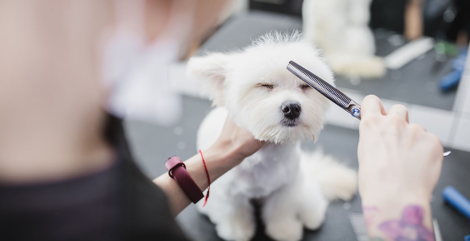 DOG SALON MAHALO 3