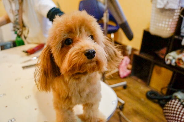 小型犬から大型犬まで幅広い犬種のトリミングに対応しています