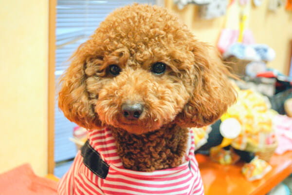京都府舞鶴市のトリミングサロン WAN!チャンスのサムネイル2枚目