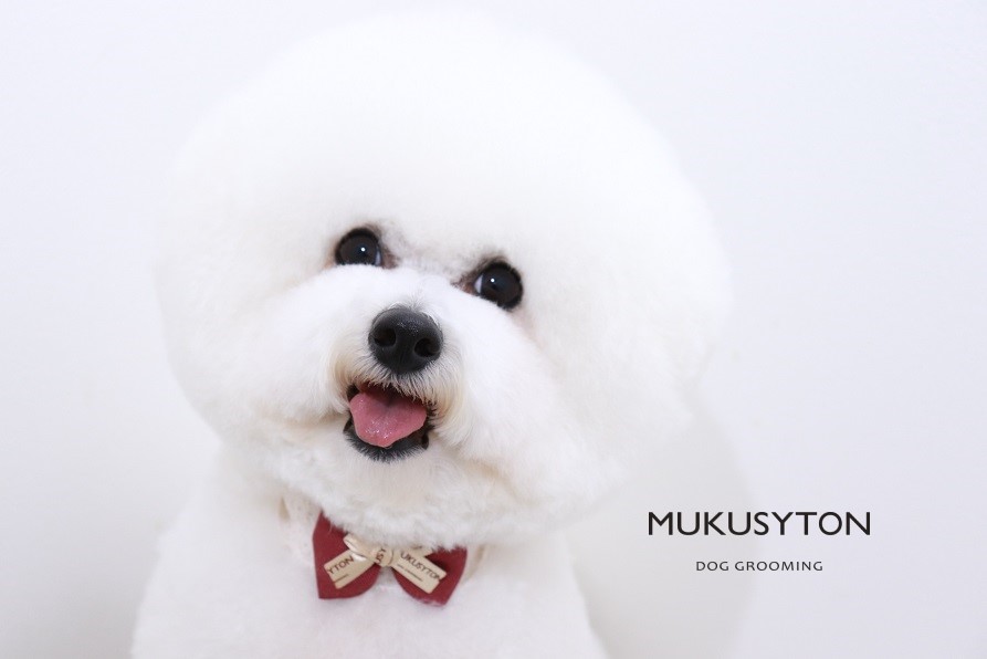 ビションフリーゼのトリミングカット MUKUSYTON DOG GROOMINGの1枚目