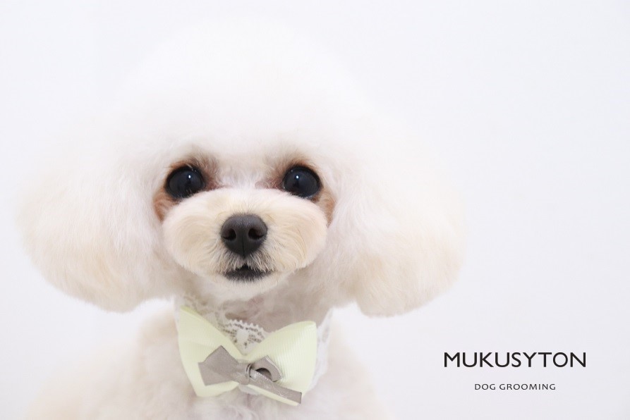 トリミングカット MUKUSYTON DOG GROOMINGの1枚目