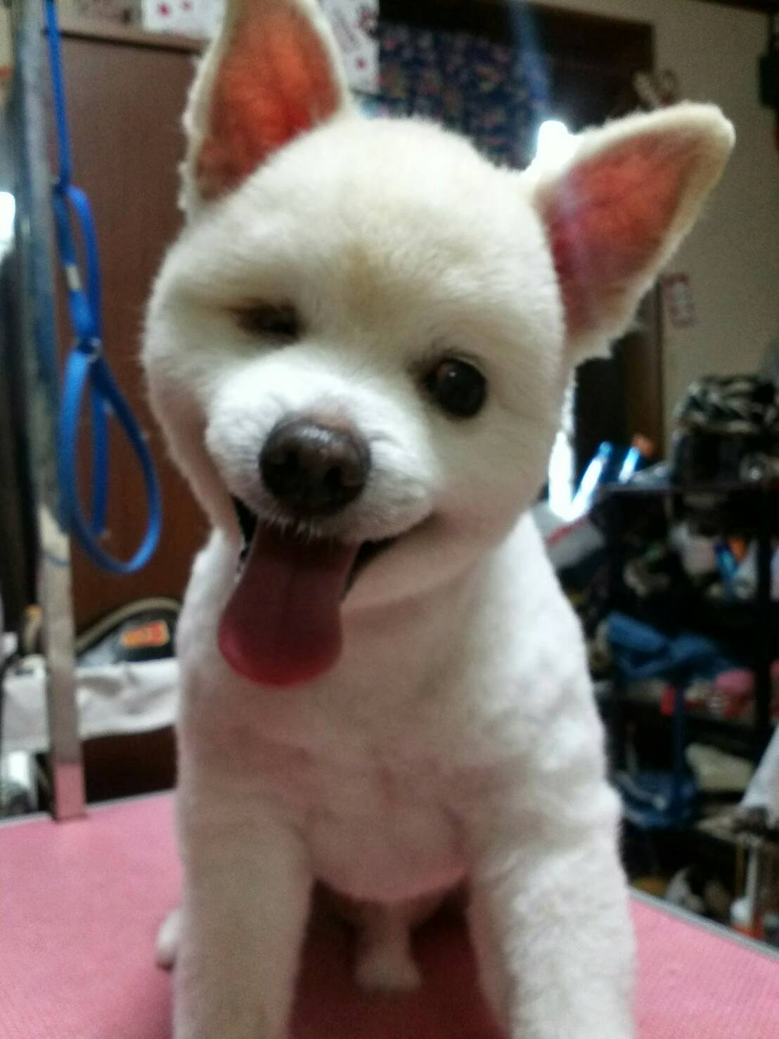 わんにゃん3つの特徴!