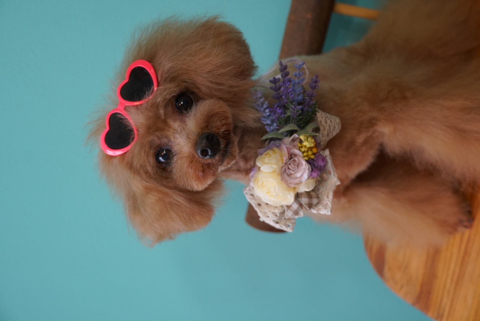 富山県射水市のトリミングサロン dog salon Arueのサムネイル2枚目