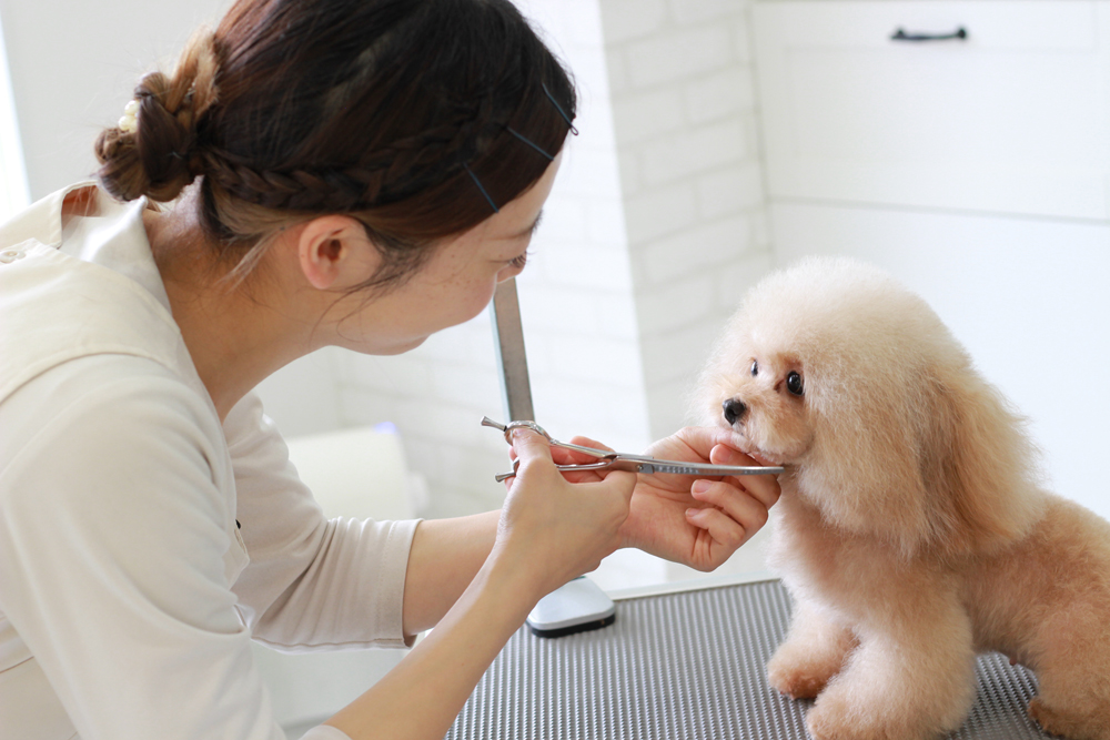 静岡県のトリミングサロン DOG ASIL(ドッグアシル)の4枚目