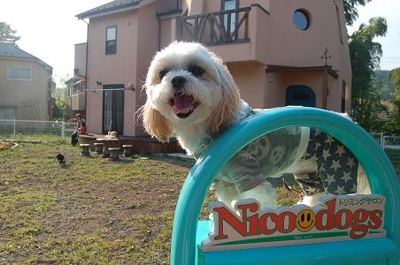 東京都日の出町のトリミングサロン 犬の隠れ家 Nicodogsのサムネイル1枚目