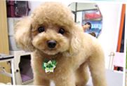 東京都大田区のトリミングサロン Dog Salon POOCHIE'Sのサムネイル2枚目