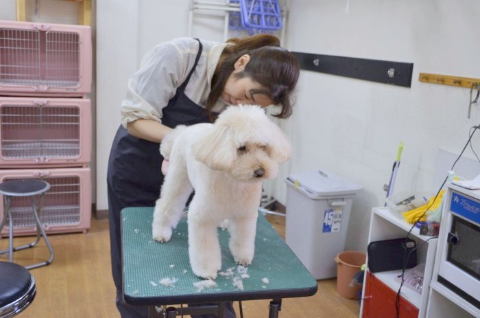 愛知県名古屋市中川区のトリミングサロン 犬の美容室まめたろうのサムネイル2枚目