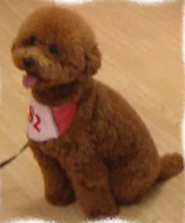 東京都練馬区のトリミングサロン 犬の店 ワタナベのサムネイル2枚目