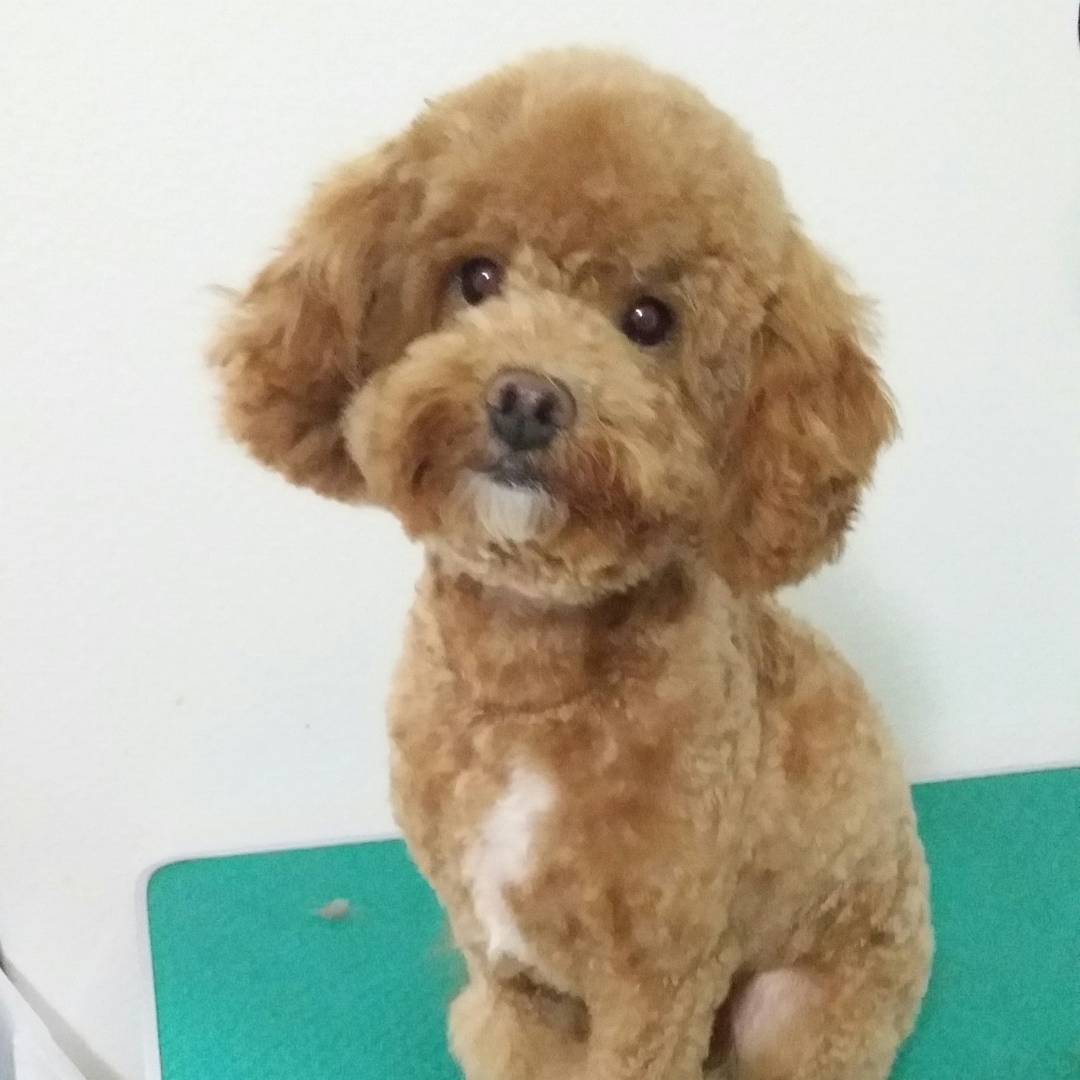 トリミングサロン wan's dog salonのトリミングカット-4082の1枚目