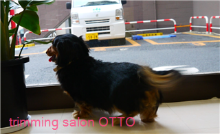 東京都文京区のトリミングサロン trimming salon Ottoの5枚目