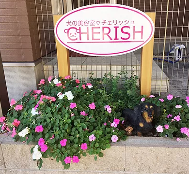 富山県富山市のトリミングサロン 犬の美容室CHERISHの1枚目