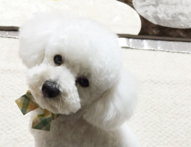 Pet Shop Wave 病院 ドッグラン併設ペットショップ トリミングサロンの予約 検索ならトリムトリム Pet Shop Wave 病院 ドッグラン併設ペットショップ トリミングサロンの予約 検索ならトリムトリム