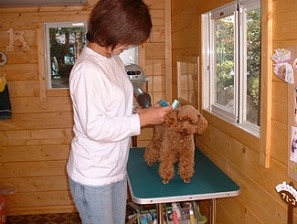 埼玉県坂戸市のトリミングサロン 愛犬の美容室　アミーゴのサムネイル2枚目