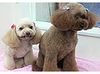 静岡県沼津市のトリミングサロン 犬の美容室 Dioのサムネイル2枚目