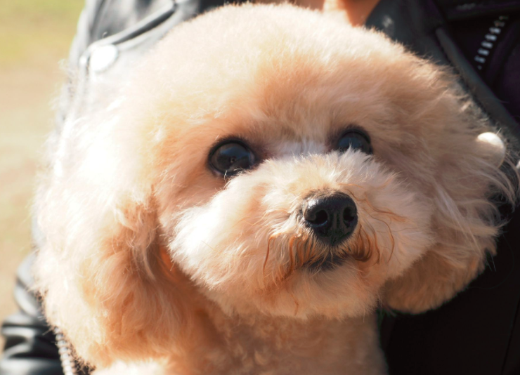 香川県三豊市のトリミングサロン 犬の専門店 ワンワンショップヒガサのサムネイル2枚目