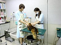 兵庫県加古川市のトリミングサロン 池沢動物病院のサムネイル2枚目