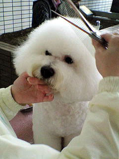 兵庫県神戸市垂水区のトリミングサロン dog salon Stitchのサムネイル2枚目