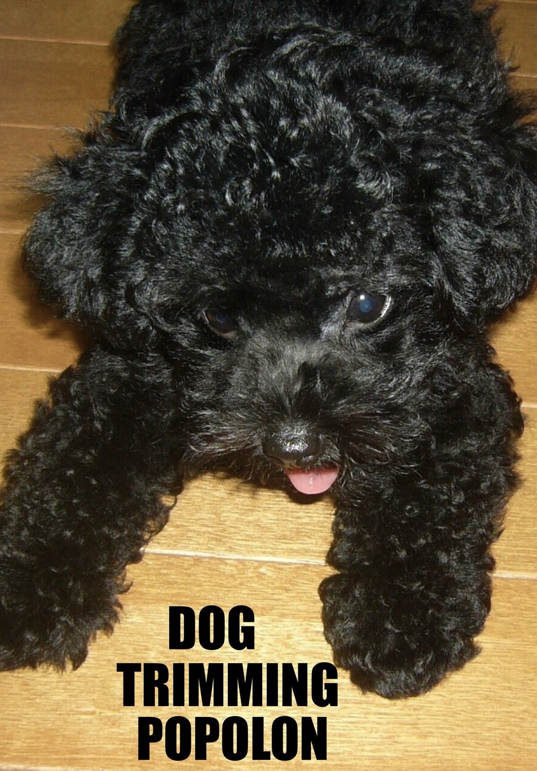 DOG TRIMMING POPOLON (ビューティー&メディカルトリミング) 1