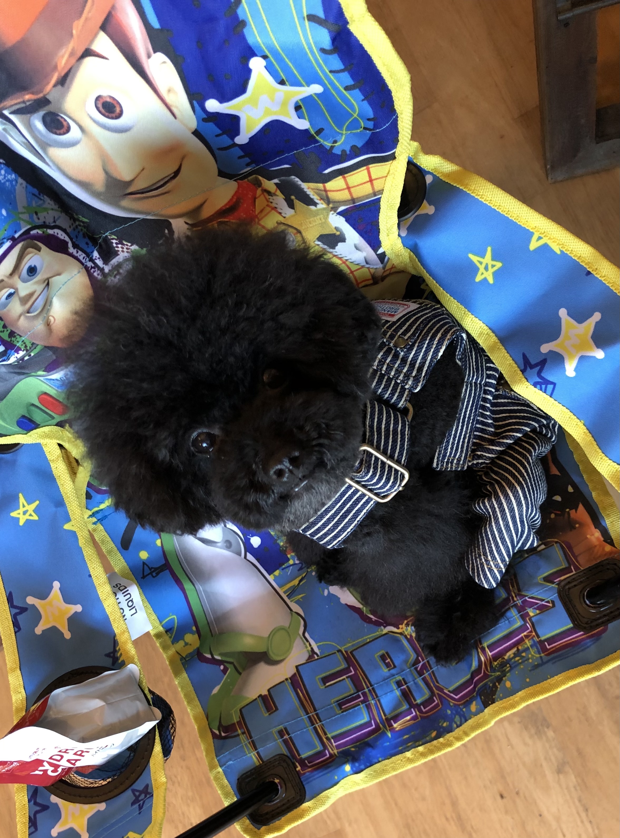 DOG TRIMMING POPOLON (ビューティー&メディカルトリミング) 2