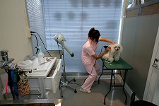 東京都江東区のトリミングサロン 犬猫の病院しんのサムネイル2枚目