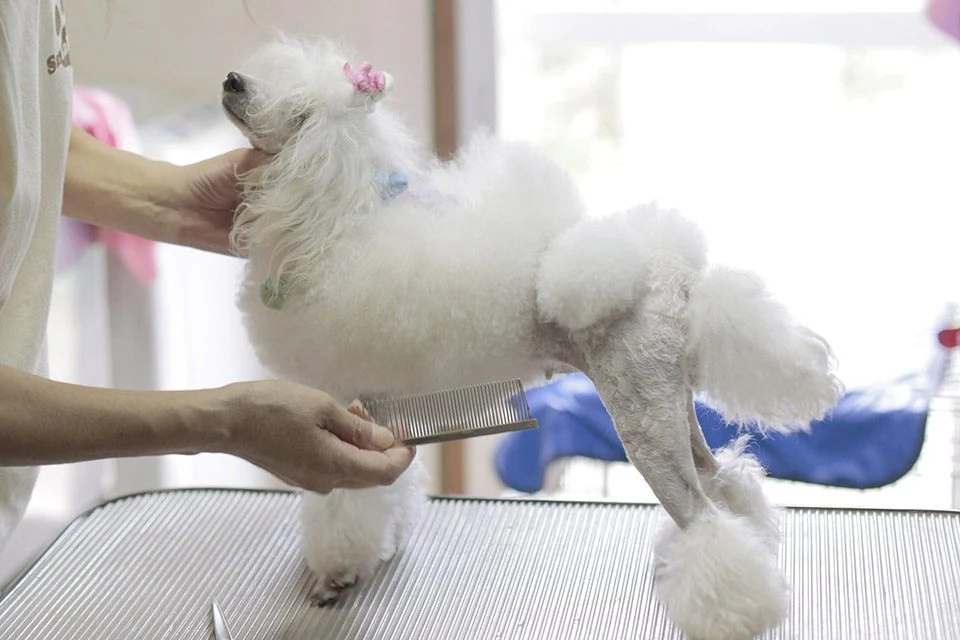 千葉県白井市のトリミングサロン Dog ワンの3枚目