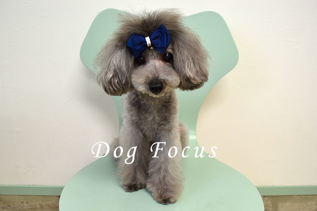 トイプードルのトリミングカット Dog Focusの1枚目