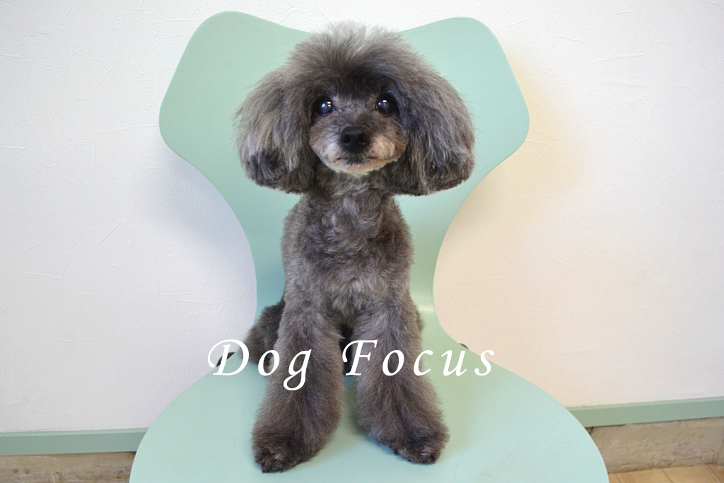 トイプードルのトリミングカット Dog Focusの1枚目
