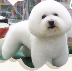 犬種の毛質を理解したトリミング!
