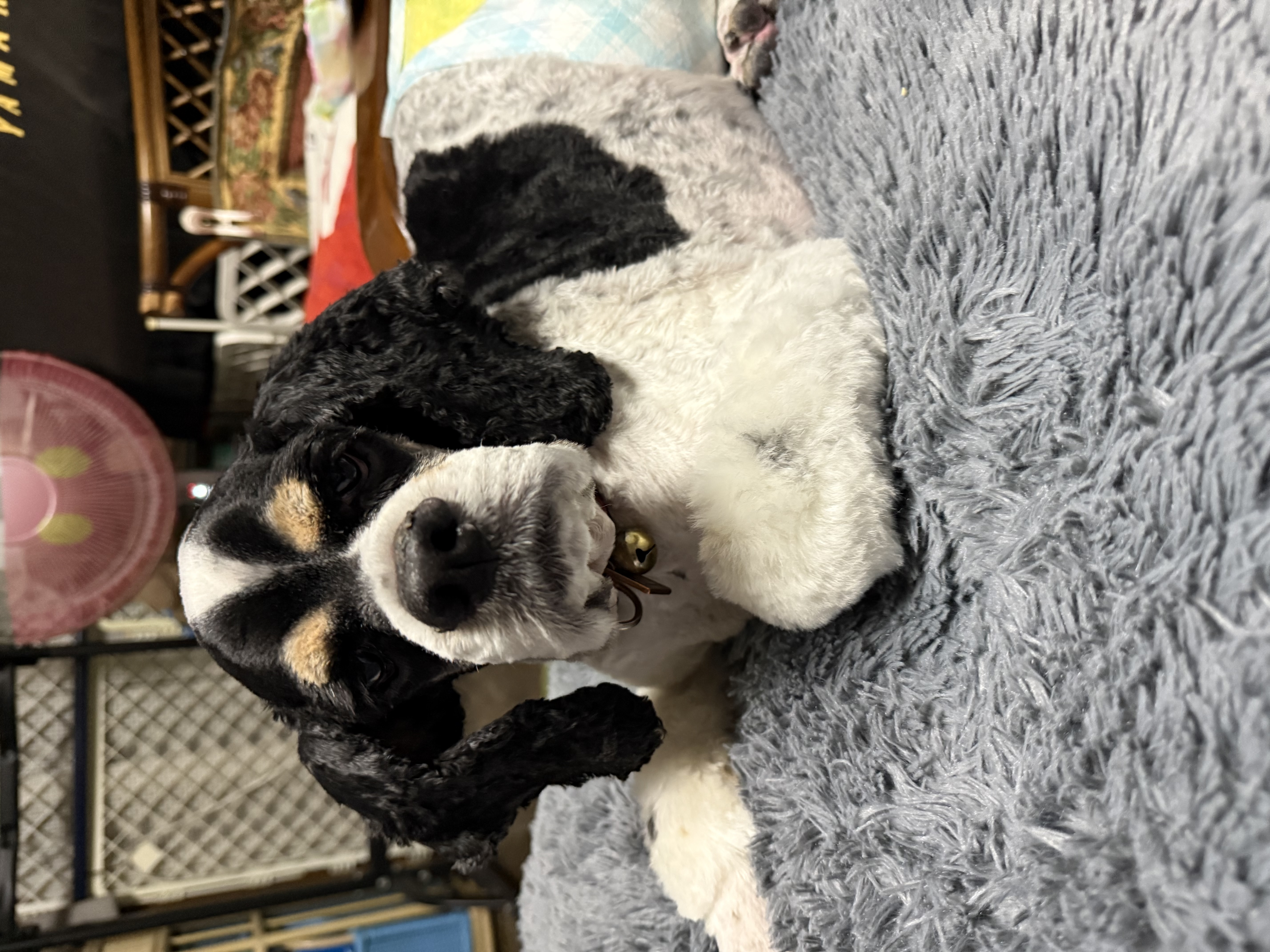 神奈川県横須賀市のトリミングサロン Dog Salon JOYの4枚目