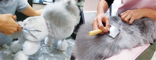 大阪府箕面市のトリミングサロン dog&cat grooming salon A-1BLOOMの3枚目