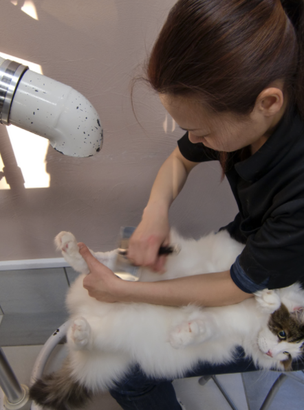 大阪府箕面市のトリミングサロン dog&cat grooming salon A-1BLOOMの5枚目