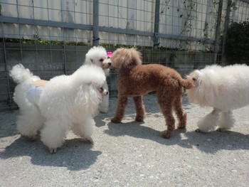 沖縄県沖縄市のトリミングサロン 犬の美容室アムの3枚目