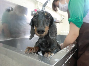 沖縄県沖縄市のトリミングサロン 犬の美容室アムの6枚目