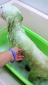 青森県青森市のトリミングサロン 愛犬の美容室PUFFの5枚目