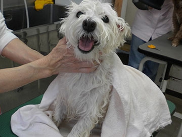 香川県高松市のトリミングサロン 犬の美容室 わんハートのサムネイル2枚目