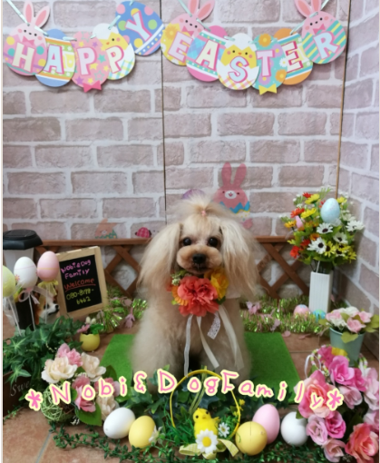 写真撮影のサービス♪