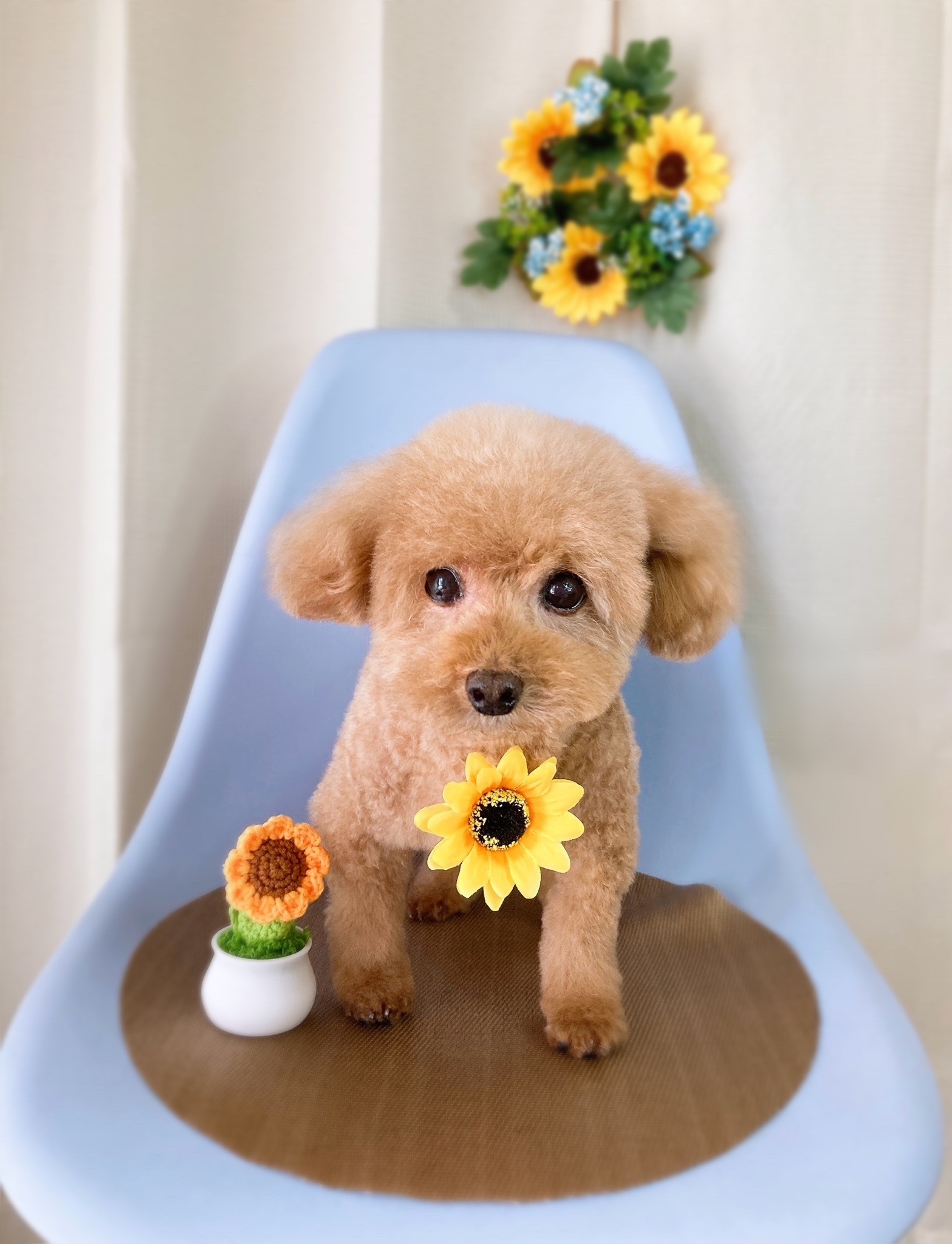 兵庫県赤穂市のトリミングサロン いぬのヘアサロン ワンラックの5枚目