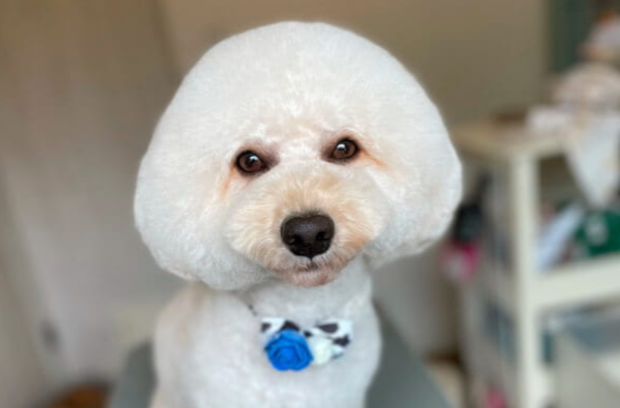 dog salon petit bebe* 5