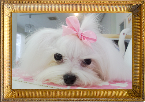 新潟県上越市のトリミングサロン 犬の美容室ピンクティアラのサムネイル2枚目