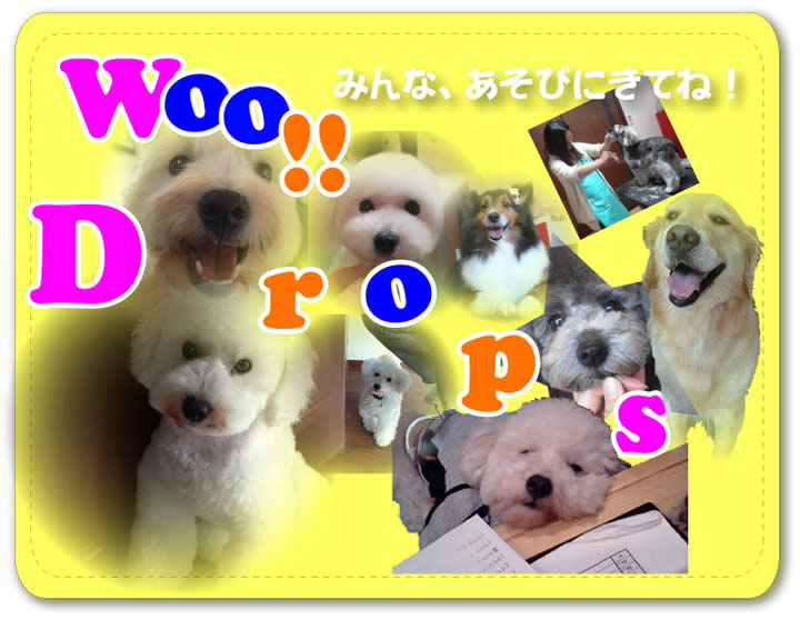 秋田県秋田市のトリミングサロン Woo!!Drops(ウードロップス)の7枚目