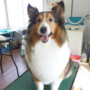 トリミングカット わんニャンシャンプーの1枚目