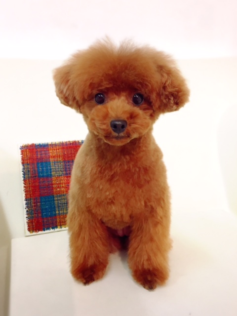 ワンちゃんにお手入れ'大好き'になってもらえるように、一頭一頭優しく丁寧にトリミングさせて頂きます!