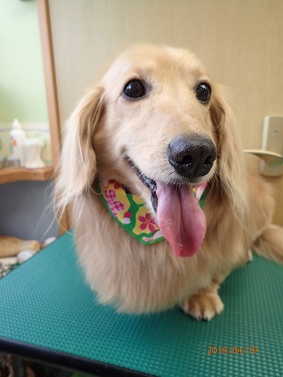 トリミングサロン DOG HOLIDAY　グルーミングハウス ドッグホリディのトリミングカット-1232の1枚目