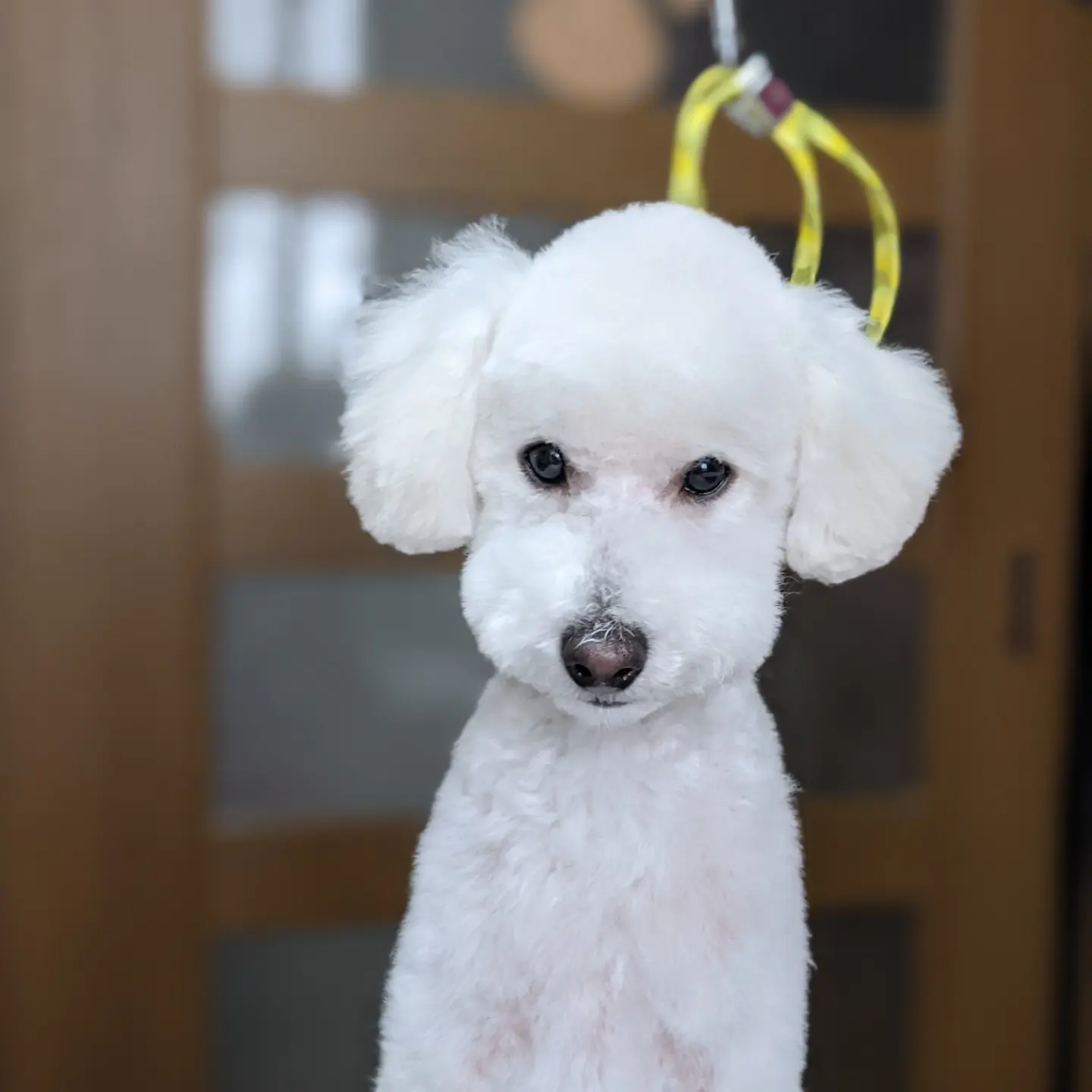 トリミングサロン Dog Salon  LuLuのトリミングカット-4118の1枚目