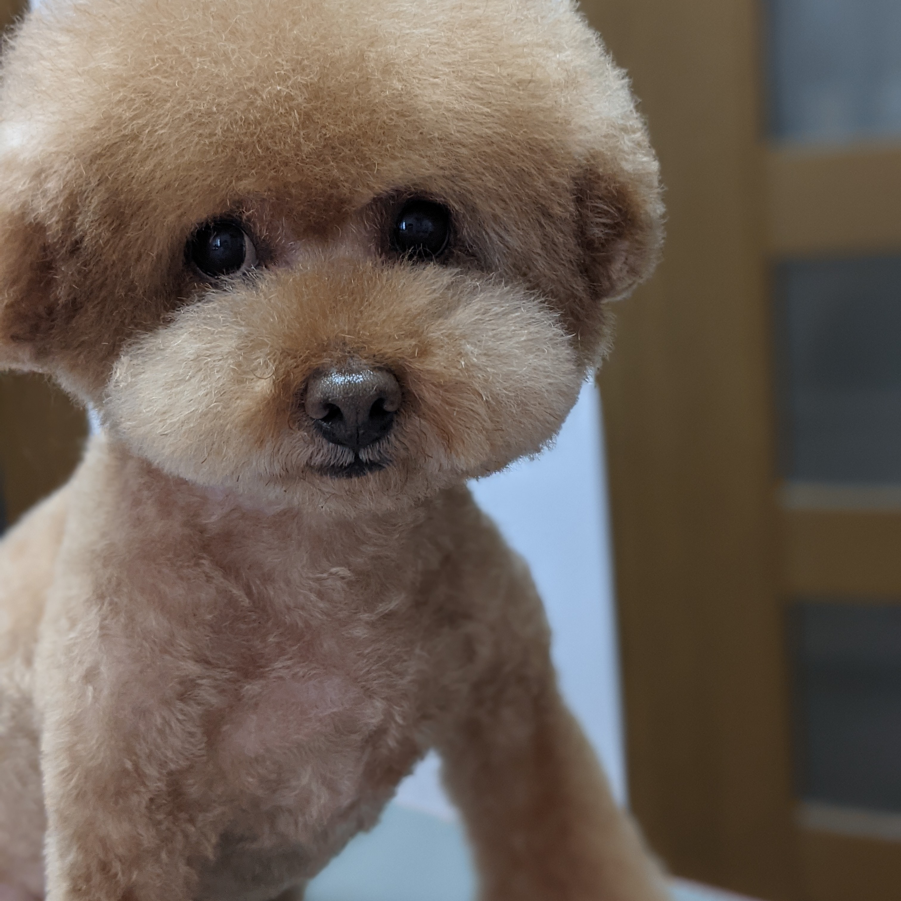 トリミングサロン Dog Salon  LuLuのトリミングカット-4122の1枚目