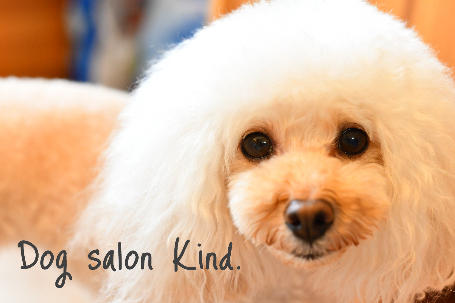 徳島県徳島市のトリミングサロン Dog salon Kind.の1枚目