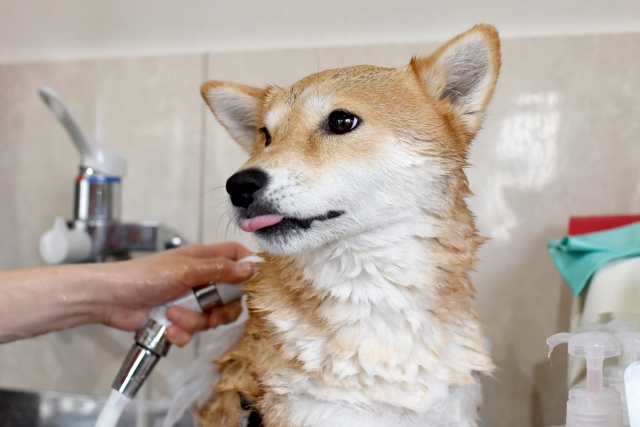 トリミングはワンちゃんの健康面にも配慮♪